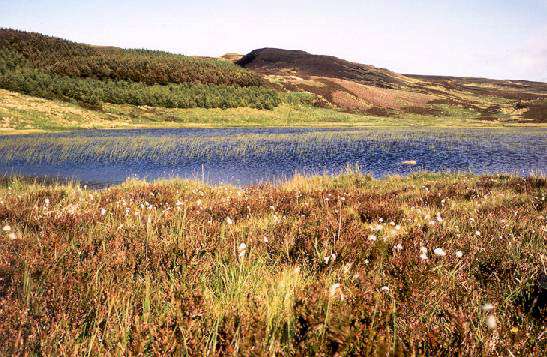 Bog Cotton at Black Loch looking North-East to the back of Ben Gullion